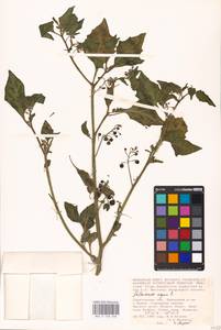 MHA 0 158 668, Solanum nigrum L., Eastern Europe, Lower Volga region (E9) (Russia)