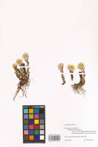 Tussilago farfara L., Eastern Europe, Central forest-and-steppe region (E6) (Russia)