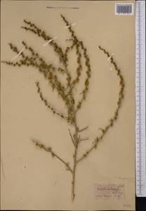 Halothamnus subaphyllus (C. A. Mey.) Botsch., Middle Asia, Karakum (M6) (Turkmenistan)