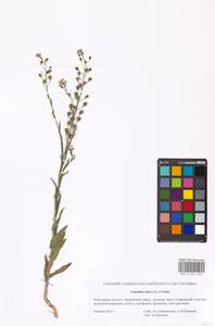 Camelina sativa (L.) Crantz, Eastern Europe, Moscow region (E4a) (Russia)