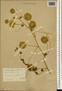 Astragalus obtusifolius DC., South Asia, South Asia (Asia outside ex-Soviet states and Mongolia) (ASIA) (Iran)
