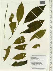 Euonymus, South Asia, South Asia (Asia outside ex-Soviet states and Mongolia) (ASIA) (Vietnam)