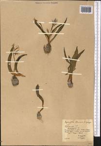 Hyacinthus litwinowii Czerniak., Middle Asia, Kopet Dag, Badkhyz, Small & Great Balkhan (M1) (Turkmenistan)