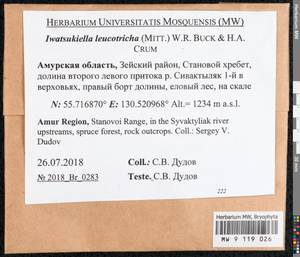 Iwatsukiella leucotricha (Mitt.) W.R. Buck & H.A. Crum, Bryophytes, Bryophytes - Russian Far East (excl. Chukotka & Kamchatka) (B20) (Russia)