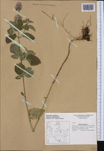 Mentha aquatica L., Western Europe (EUR) (Germany)