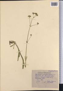 Gypsophila cephalotes (Schrenk) F.N. Williams, Middle Asia, Northern & Central Tian Shan (M4) (Kyrgyzstan)