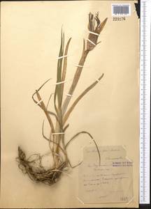 Iris stolonifera Maxim., Middle Asia, Western Tian Shan & Karatau (M3)