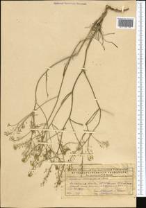 Lepidium coronopifolium Fisch. ex DC., Middle Asia, Caspian Ustyurt & Northern Aralia (M8) (Kazakhstan)