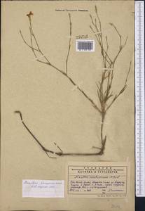 Dianthus darvazicus Lincz., Middle Asia, Western Tian Shan & Karatau (M3) (Kazakhstan)