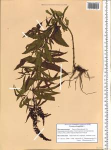 Veronica longifolia L., Siberia, Western Siberia (S1) (Russia)