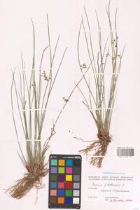 Juncus filiformis L., Siberia (no precise locality) (S0) (Russia)