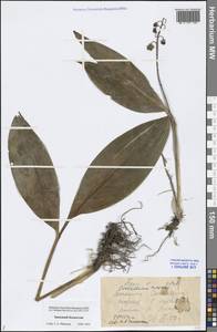 Convallaria majalis L., Middle Asia, Caspian Ustyurt & Northern Aralia (M8) (Kazakhstan)