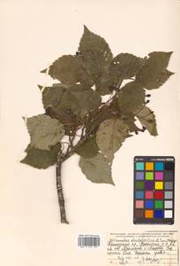 Sorbus alnifolia (Siebold & Zucc.) K. Koch, Siberia, Russian Far East (S6) (Russia)