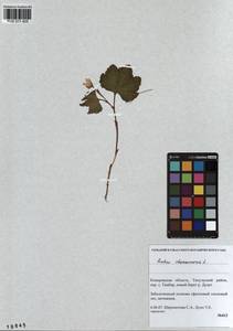 Rubus chamaemorus L., Siberia, Altai & Sayany Mountains (S2) (Russia)