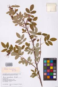 Rosa acicularis Lindl., Siberia, Western Siberia (S1) (Russia)