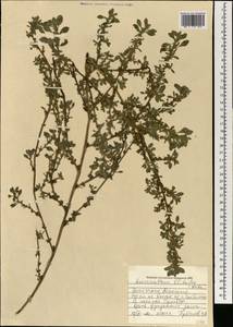 Amaranthus blitoides S.Watson, Mongolia (MONG) (Mongolia)
