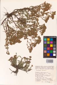 Hypericum perforatum L., Eastern Europe, Lower Volga region (E9) (Russia)