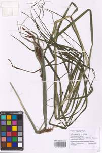 Carex riparia Curtis, Eastern Europe, Central region (E4) (Russia)