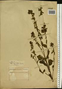 Stachys annua (L.) L., Eastern Europe, South Ukrainian region (E12) (Ukraine)