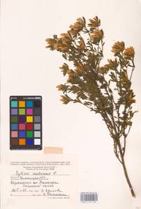 Chamaecytisus austriacus (L.) Link, Eastern Europe, South Ukrainian region (E12) (Ukraine)