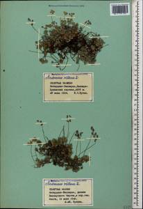 Androsace villosa L., Caucasus, Stavropol Krai, Karachay-Cherkessia & Kabardino-Balkaria (K1b) (Russia)