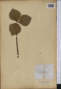 Trillium cernuum L., America (AMER) (United States)