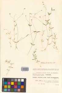 Stellaria fischeriana Ser., Siberia, Chukotka & Kamchatka (S7) (Russia)