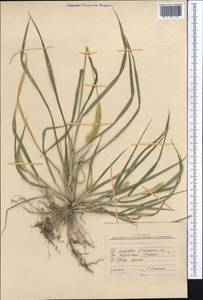 Setaria pumila (Poir.) Roem. & Schult., Middle Asia, Pamir & Pamiro-Alai (M2) (Kyrgyzstan)