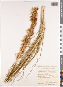 Asphodeline lutea (L.) Rchb., Caucasus, Georgia (K4) (Georgia)