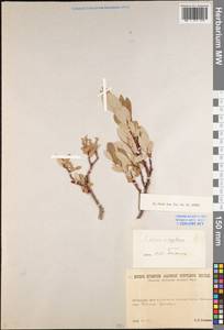 Salix glauca × reptans, Eastern Europe, Northern region (E1) (Russia)