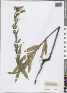 Oenothera biennis L., Eastern Europe, Moscow region (E4a) (Russia)