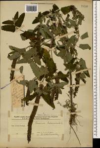 Teucrium hircanicum L., Caucasus, Azerbaijan (K6) (Azerbaijan)