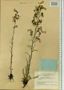 Campanula sibirica L., Siberia, Altai & Sayany Mountains (S2) (Russia)