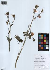 Aquilegia vulgaris L., Siberia, Altai & Sayany Mountains (S2) (Russia)