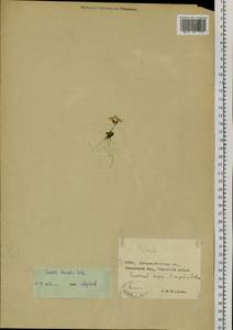 Primula borealis Duby, Siberia, Chukotka & Kamchatka (S7) (Russia)