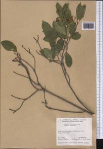Cornus racemosa Lam., America (AMER) (Canada)