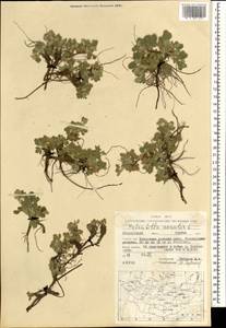 Potentilla acaulis L., Mongolia (MONG) (Mongolia)