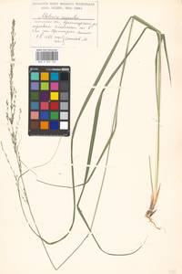 Molinia caerulea (L.) Moench, Eastern Europe, Moscow region (E4a) (Russia)