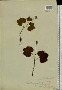 Rubus chamaemorus L., Siberia, Baikal & Transbaikal region (S4) (Russia)