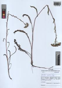 Achillea asiatica Serg., Siberia, Altai & Sayany Mountains (S2) (Russia)