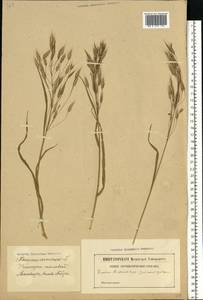 Bromus arvensis L., Eastern Europe, Latvia (E2b) (Latvia)
