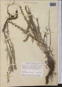 Artemisia longifolia Nutt., America (AMER) (Canada)