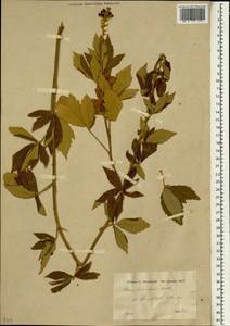Rubus canescens DC., South Asia, South Asia (Asia outside ex-Soviet states and Mongolia) (ASIA) (Turkey)