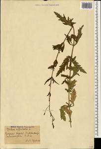 Verbena officinalis L., Caucasus, Azerbaijan (K6) (Azerbaijan)