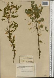 Caragana arborescens Lam., Eastern Europe, Central forest-and-steppe region (E6) (Russia)