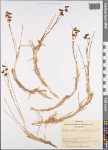 Scheuchzeria palustris L., Siberia, Western Siberia (S1) (Russia)