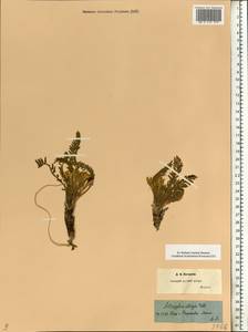 Astragalus utriger Pall., Eastern Europe, Lower Volga region (E9) (Russia)