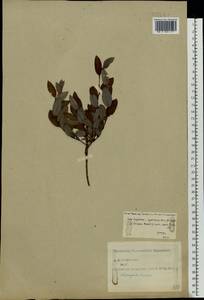 Salix lapponum × myrtilloides, Eastern Europe, Central forest region (E5) (Russia)