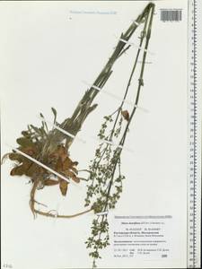 Silene densiflora, Eastern Europe, Rostov Oblast (E12a) (Russia)