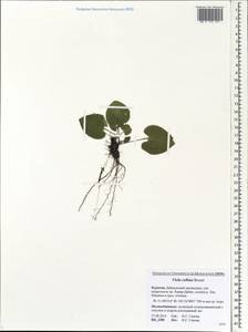 Viola collina Besser, Siberia, Baikal & Transbaikal region (S4) (Russia)